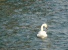 swan