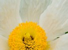Impermanence - Pollen & Flower