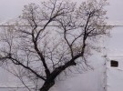 Tree on White