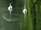 swimming in the green