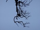 branches