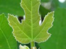 leaf