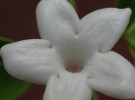 white flower...