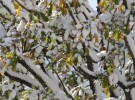 under a mantle of snow