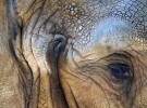 Through an elephant's eye