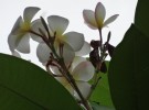 flowers and leaves