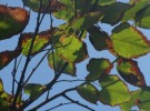 leaves