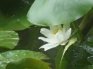 under the shelter of a leaf