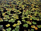 lily pads