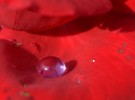 The Droplet
