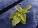 The Abandoned Leaf 