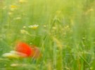 Poppy and daisies