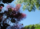 Smokebush Silhouette