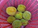 Durian Fruit