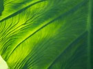 Elephant Ear Plant