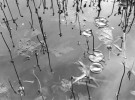 Where is the frog?