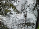 Face of an Ancient Birch Tree