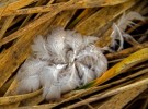 feathers and dew