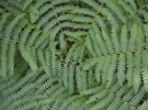 Ferns