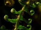 sword fern in spring