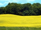 Yellow Mustard Field