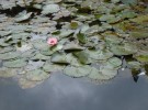 small flower