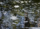 Foamy reflections