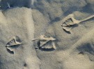 Footsteps in the Sand