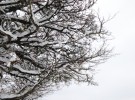 Branches and snow