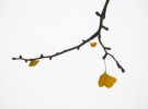 Gingko Branch