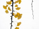 Ginkgo Leaves