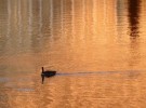 goose at dusk