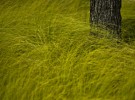 Texas prairie grass