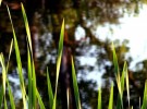 late summer tall grasses and reflection