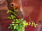 Green leaves  on red hull