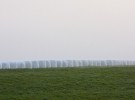 Hay bales in the fog
