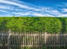 Hedge & Sky