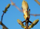 Chestnut about to burst