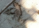 Sidewalk Leaf Print