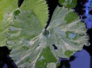 Leaves in the pool 