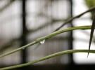 Reflection in the rain drop 