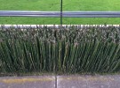 Horsetail Lawn