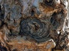 Tree trunk