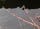 Reflection 