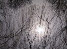 Tree singing in spring 