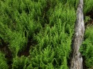 Ferns and log