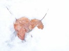 Broken Heart