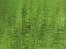 The Pond