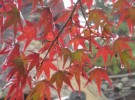 Japanese Shrine and Autumn