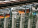 Dock reflection